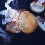 Wat maakt het water van yerseke uniek als je gaat zwemmen?